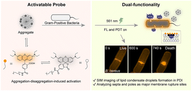 Graphical abstract: SIM imaging of bacterial membrane dynamics and lipid peroxidation during photodynamic inactivation with a dual-functional activatable probe