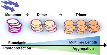 Graphical abstract: Structural disorder as a key to photoprotection in eumelanin multimers