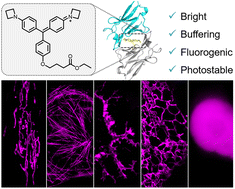 Graphical abstract: Azetidinyl Malachite Green: a superior fluorogen-activating protein probe for live-cell and dynamic SIM imaging