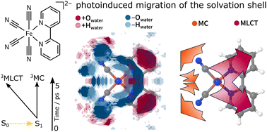 Graphical abstract: Ultrafast solvent migration in an iron complex revealed by nonadiabatic dynamics simulations