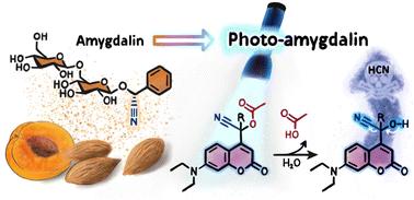 Graphical abstract: Photo-amygdalin: light-dependent control over hydrogen cyanide release and cytotoxicity