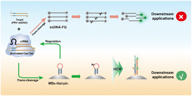 Graphical abstract: Regulating CRISPR/Cas12a trans-cleavage on the hairpin DNA–MB nanointerface for enhanced multiplexed sensing application