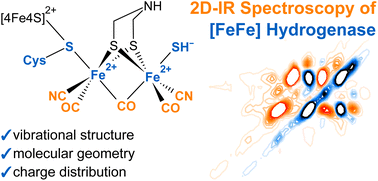 Graphical abstract: Two-dimensional infrared spectroscopy as a tool to reveal the vibrational and molecular structure of [FeFe] hydrogenases
