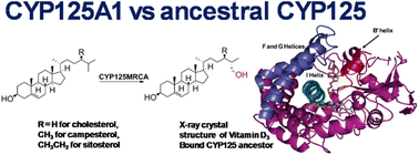 Graphical abstract: Evolutionary insights into the selectivity of sterol oxidising cytochrome P450 enzymes based on ancestral sequence reconstruction