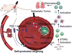 Graphical abstract: Self-promoted tumor-targeting nanomedicine activates STING-driven antitumor immunity via photodynamic DNA damage and PARP inhibition