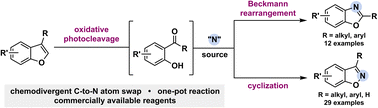 Graphical abstract: Chemodivergent C-to-N atom swap from benzofurans to benzisoxazoles and benzoxazoles
