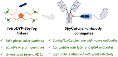 Graphical abstract: A platform for SpyCatcher conjugation to native antibodies