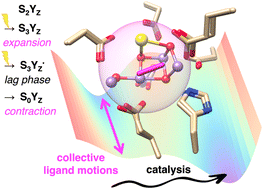 Graphical abstract: Collective motions in the primary coordination sphere: a critical functional framework for catalytic activity of the oxygen-evolving complex of photosystem II