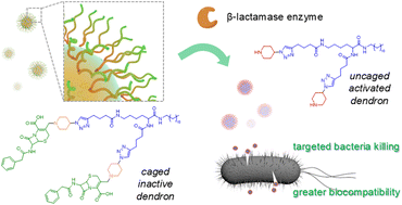 Graphical abstract: β-Lactamase-activated antimicrobial dendron via the amine uncaging strategy