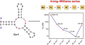 Graphical abstract: A general transition metal binding aptamer following the Irving–Williams series