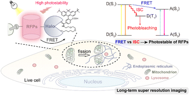 Graphical abstract: Enhancing the photostability of red fluorescent proteins through FRET with Si-rhodamine for dynamic super-resolution fluorescence imaging