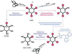 Graphical abstract: Stereoselective chemoenzymatic phytate transformations provide access to diverse inositol phosphate derivatives