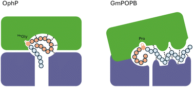 Graphical abstract: Macrocyclization of backbone N-methylated peptides by a prolyl oligopeptidase with a distinctive substrate recognition mechanism