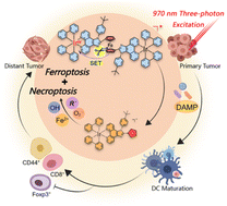 Graphical abstract: Photo-uncaging of a ferrocene-bridged dinuclear iridium(iii) complex for three-photon photoimmunotherapy against hypoxic melanoma