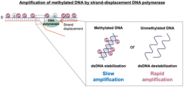 Graphical abstract: Detection of CpG methylation based on the change in amplification efficiency of strand-displacement DNA polymerase by CpG methylation