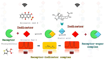 Graphical abstract: Non-enzymatic electrochemical assay of N-acetyl-d-neuraminic acid through competitive chemoreceptor binding with (thiophen-3-yl)boronic acid