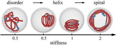 Graphical abstract: Spiral and helical formation of passive and active polymers with stiffness heterogeneity in a spherical cavity