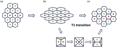 Graphical abstract: Statistical mechanics of cell aggregates: explaining the phase transition and paradoxical piezoelectric behavior of soft biological tissues
