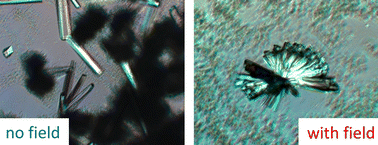 Graphical abstract: Electric field-induced control of protein crystal morphology