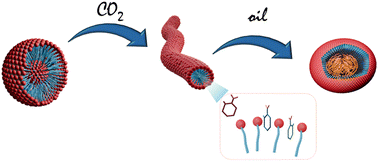 Graphical abstract: Self-assembly of CO2-responsive surfactant solutions: from density functional theory to molecular dynamics studies
