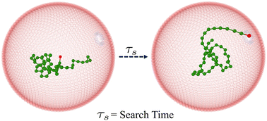 Graphical abstract: Target search of a polymer with an active head