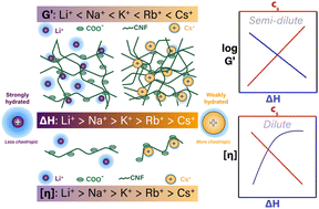 Graphical abstract: Ion specific effects on the rheology of cellulose nanofibrils in the presence of salts