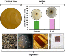 Graphical abstract: Degradation investigation and active packaging performance of cross-linked chitosan film containing gallic acid