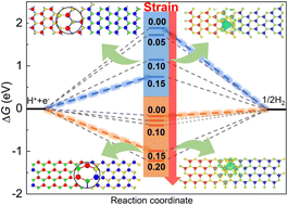 Graphical abstract: Wrinkles in 2D TMD heterostructures: unlocking enhanced hydrogen evolution reaction catalysis