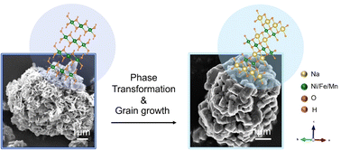 Graphical abstract: Elucidating the phase transformations and grain growth behavior of O3-type sodium-ion layered oxide cathode materials during high temperature synthesis
