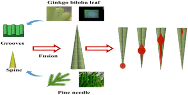 Graphical abstract: Microdroplet self-driven transport on the surface with a bionic coupled cone-gradient groove