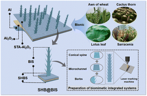 Graphical abstract: A bionic integrated system (BIS) with efficient water transport and fog water collection behavior