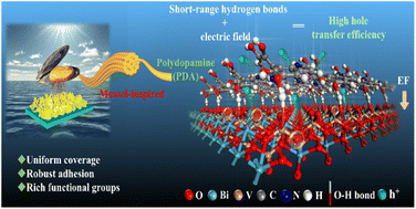 Graphical abstract: Polydopamine-mediated hydrogen bond network promotes hole extraction in BiVO4 photoanodes for efficient photoelectrochemical water oxidation