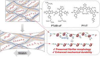 Graphical abstract: Efficient and robust intrinsically stretchable organic solar cells via mechanically interlocked oligomer integration