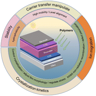 Graphical abstract: Polymers for perovskite solar cells: advances and perspectives