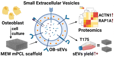 Graphical abstract: Enhanced yield and proteomic profile of osteoblast-derived extracellular vesicles from 3D MEW mPCL scaffolds