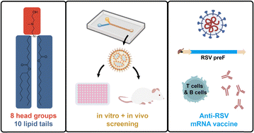Graphical abstract: Injection site-retained lipid nanoparticles for targeted intramuscular delivery of mRNA RSV prefusion-F vaccine