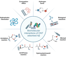 Graphical abstract: Biomolecular interactions of carbon nanotubes with amyloid-β proteins