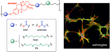 Graphical abstract: Modular molecular design of polymerized pro-estrogen materials enables controlled astrocyte response