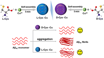Graphical abstract: Self-assembled cysteine–copper chiral nanoparticles for inhibiting aggregation of amyloid β peptides