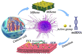 Graphical abstract: miRNA electrochemical biosensors based on MXene and MBene nanomaterials: recent advances and future perspectives
