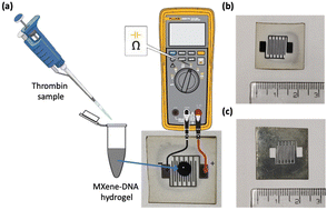 Graphical abstract: A functional 2D MXene–DNA hybrid hydrogel for portable detection of blood disorder biomarker thrombin in human plasma