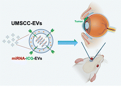Graphical abstract: Autologous extracellular vesicles derived from conjunctival squamous cell carcinoma deliver therapeutic microRNAs to induce apoptosis in originating cancer