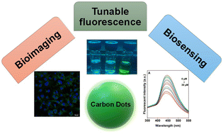 Graphical abstract: Biogenic carbon dots derived from the microwave carbonization of amino acid mixture: cellular biocompatible, biomolecular probes, and live cell imaging agents