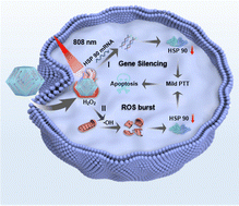 Graphical abstract: DNA-engineered iron single-atom nanozyme for mRNA-guided dual-pathway modulation in enhanced mild photothermal therapy