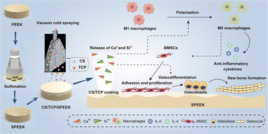 Graphical abstract: A dual-functional biodegradable composite coating fabricated on sulfonated PEEK via vacuum cold spraying: immunomodulation-driven osteointegration