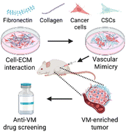 Graphical abstract: Collagen/fibronectin-based lung carcinoma culture platform: development and characterization of a new tumor model for vascular mimicry study