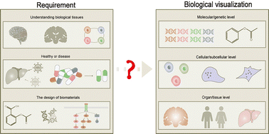 Graphical abstract: Decoding tissue complexity: multiscale mapping of chemistry–structure–function relationships through advanced visualization technologies