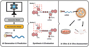 Graphical abstract: GPT-driven generation and biological activity evaluation of novel mRNA trinucleotide Cap1 analogs for mRNA vaccine or immunotherapy