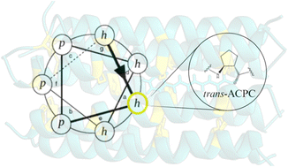 Graphical abstract: Construction and cytotoxicity evaluation of peptide nanocarriers based on coiled-coil structures with a cyclic β-amino acid at the knob-into-hole interaction site