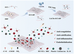 Graphical abstract: An oxidized chondroitin sulfate-crosslinked and CuCDs-loaded decellularized bovine pericardium with improved anti-coagulation, pro-endothelialization and anti-calcification properties for BHVs